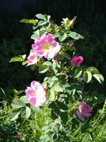 Wild Rose Plant