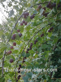 Red Captivator Gooseberries