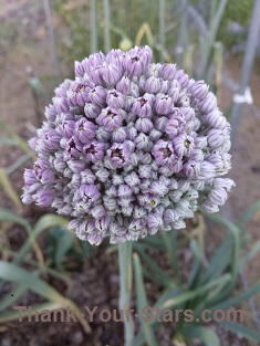 Purple Leek Flower