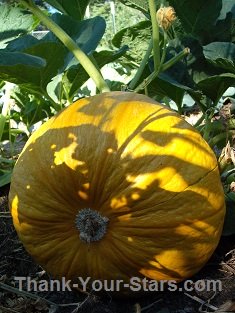 Sunlight and Shade on Pumpkin