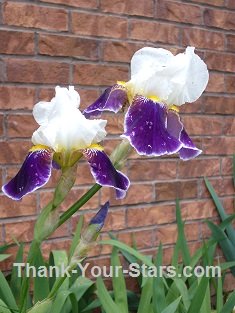 White and Purple Iris by Brick Wall