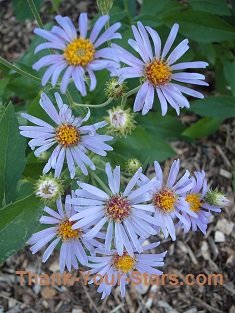 Wild Showy Purple Asters