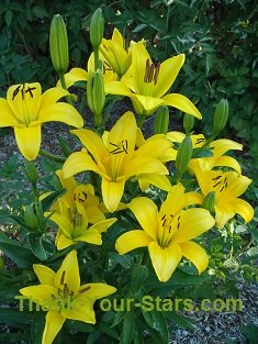 Yellow Lilies